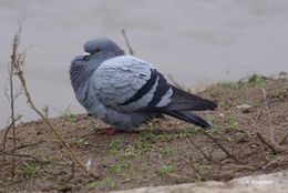 Image of Common Pigeon