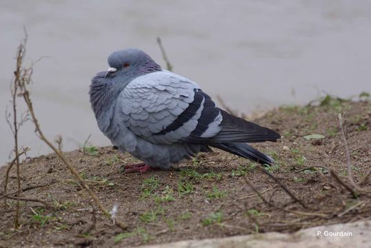 Image of Common Pigeon