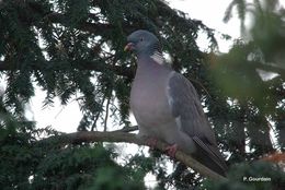 Image of Common Wood Pigeon