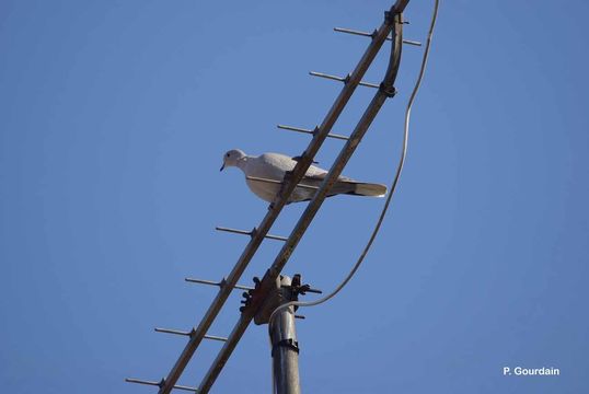 Image of Collared Dove