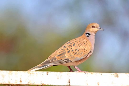 Image of turtle dove, european turtle dove