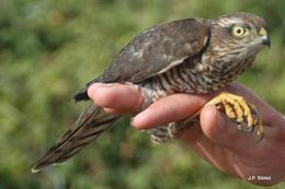 Image of Eurasian Sparrowhawk