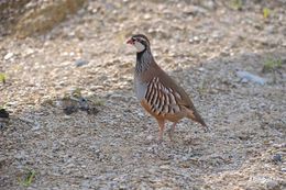 Image of Red-legged Partridge