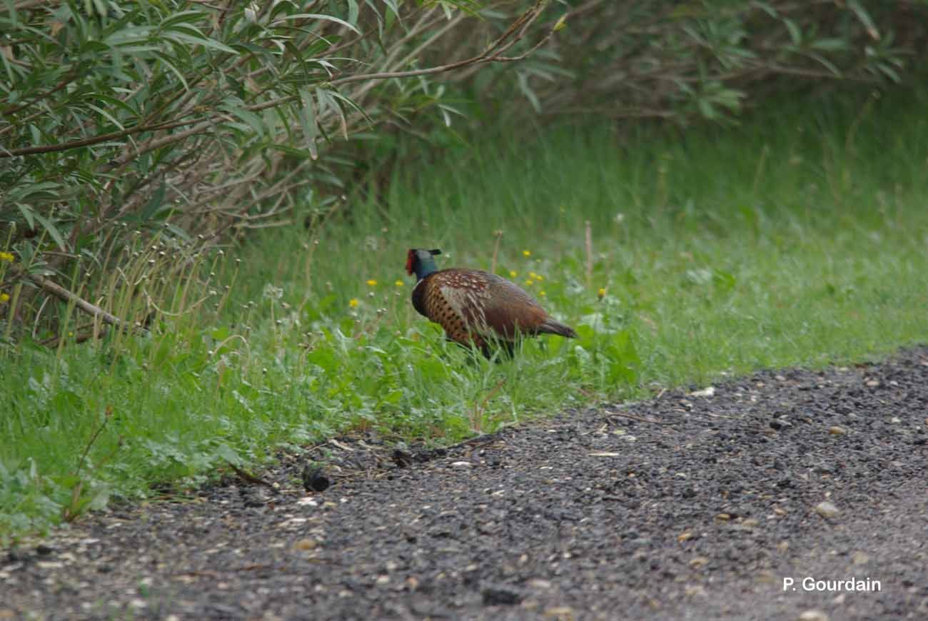 Image of pheasant, common pheasant