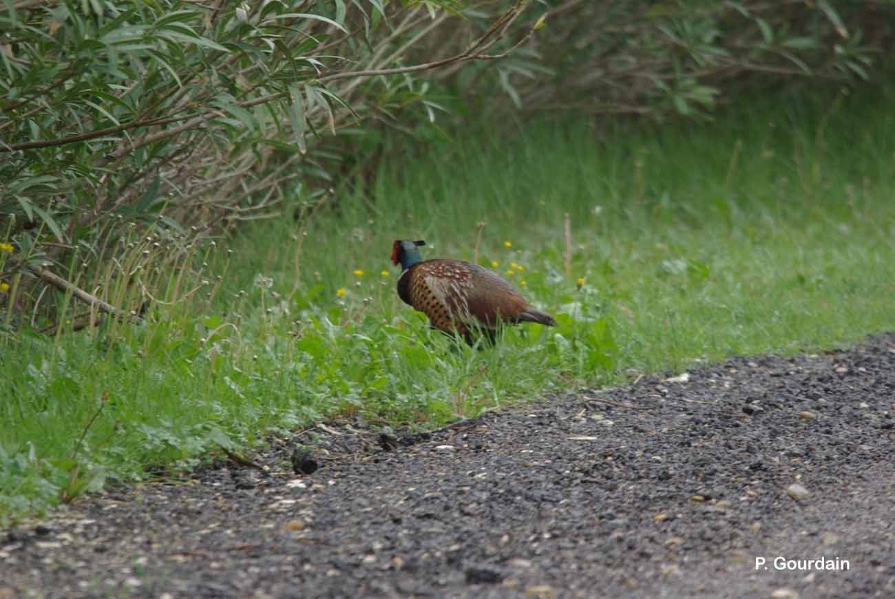 Imagem de Phasianus colchicus Linnaeus 1758