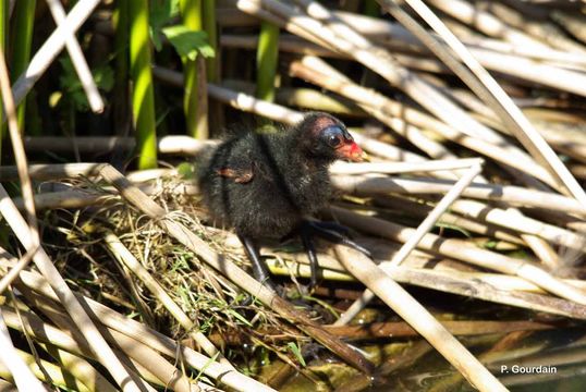 Image of Common Moorhen