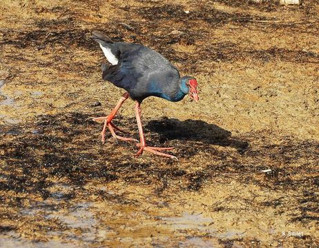 Image of Purple Swamphen