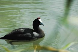 Imagem de Fulica cristata Gmelin & JF 1789