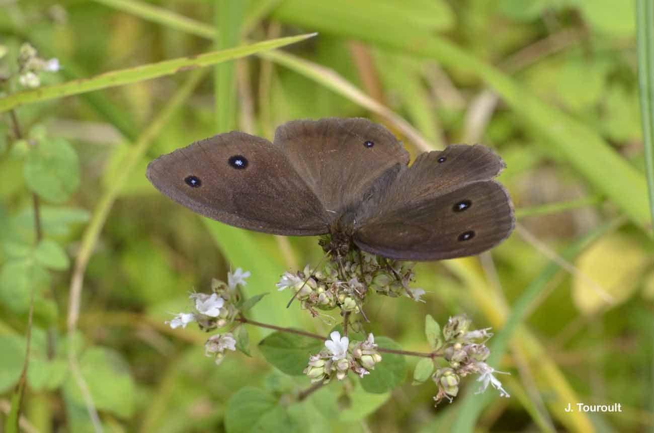 Imagem de Satyrus dryas Scopoli 1763