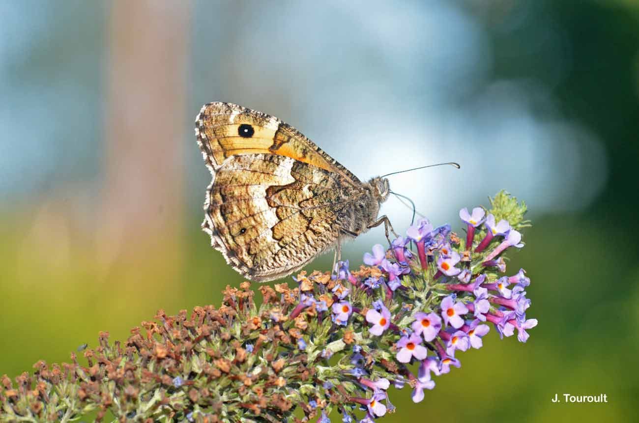 Image of Grayling