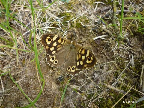 Image of speckled wood