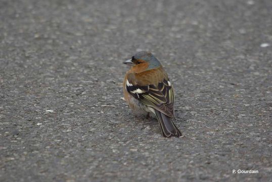 Image of Chaffinch