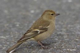 Image of Chaffinch