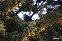 Image of serin, european serin