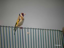 Imagem de Carduelis carduelis (Linnaeus 1758)