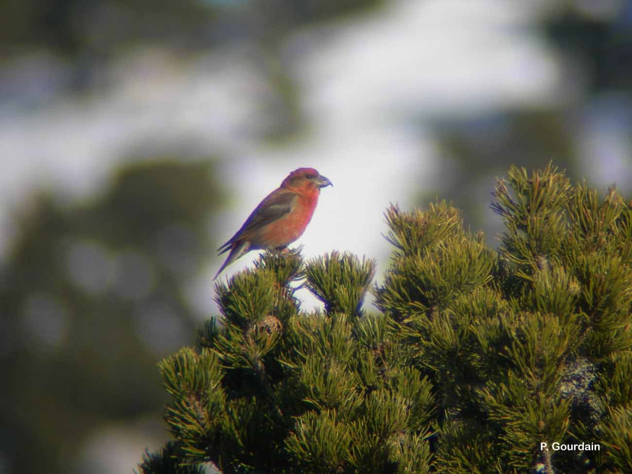 Image of Common Crossbill