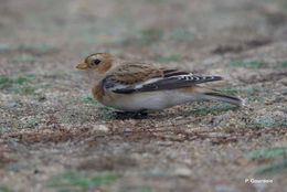 Image of Snow Bunting