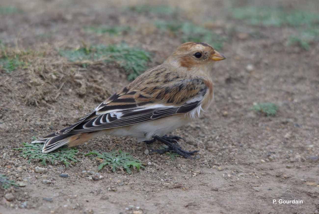 Image of Snow Bunting