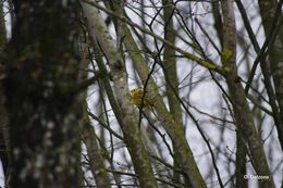 Image of Yellowhammer