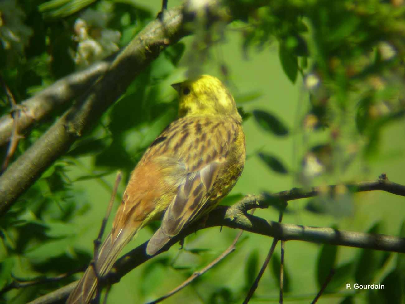 Image of Yellowhammer