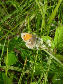 Coenonympha pamphilus Linnaeus 1758的圖片