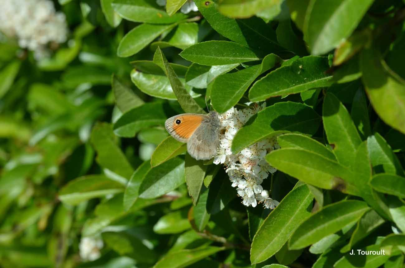 Image of small heath