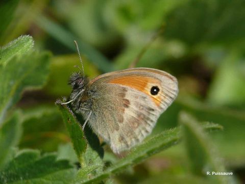 Image of small heath