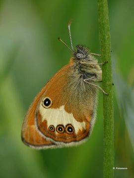 Image of pearly heath