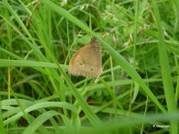 Image of meadow brown