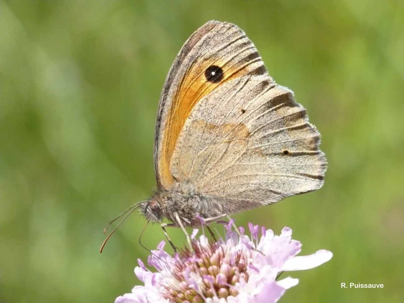 Image of meadow brown