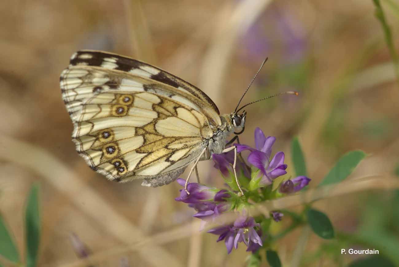 Image of marbled white