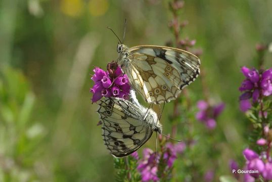 Image of marbled white