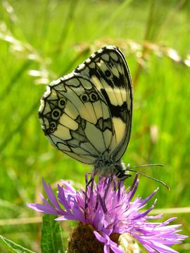 Image of marbled white