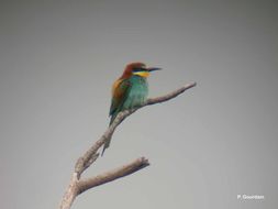 Plancia ëd Merops apiaster Linnaeus 1758