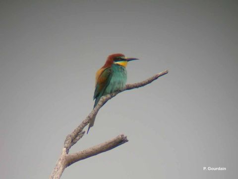 Image of bee-eater, european bee-eater