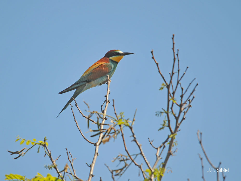 Plancia ëd Merops apiaster Linnaeus 1758