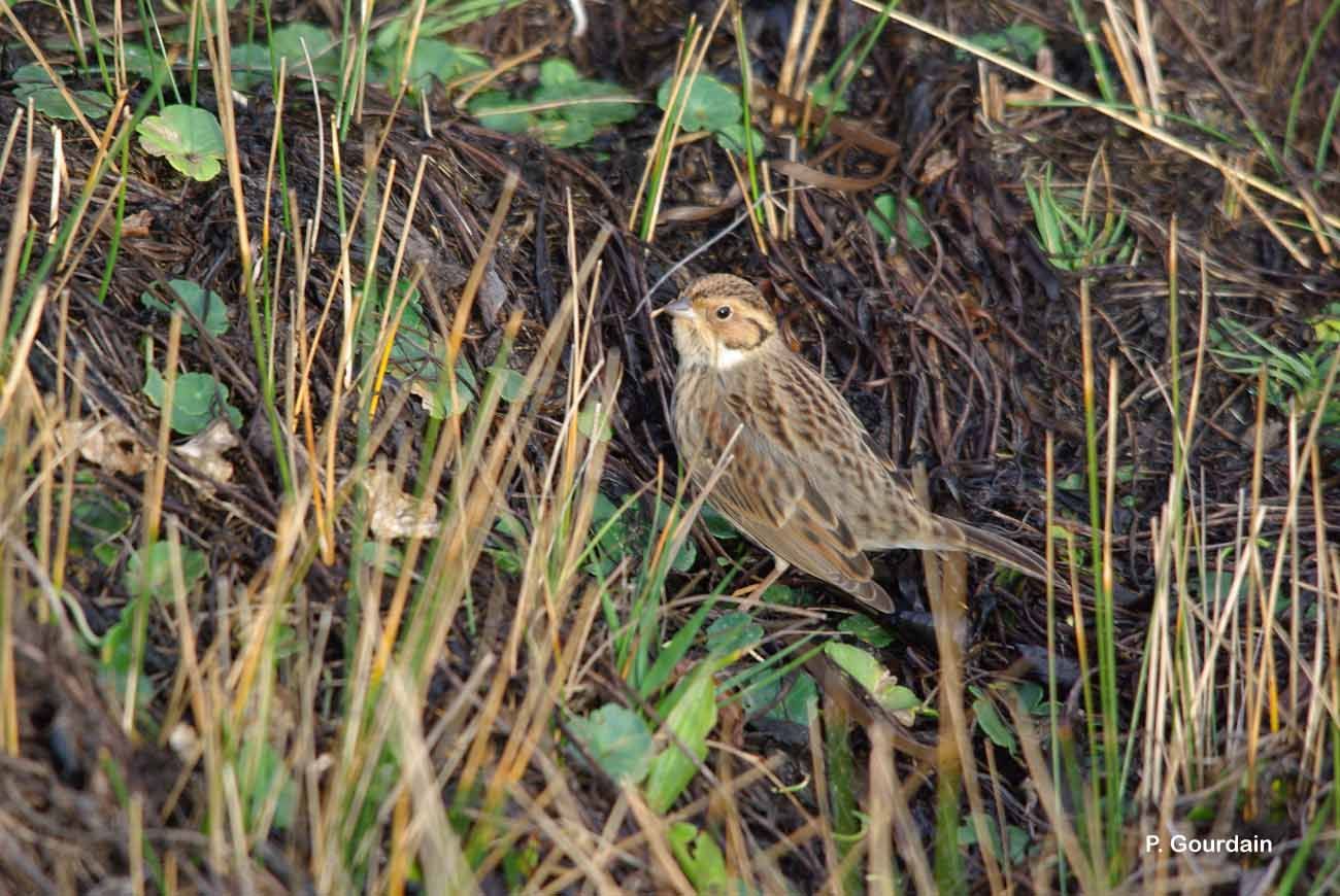 Image de Bruant nain