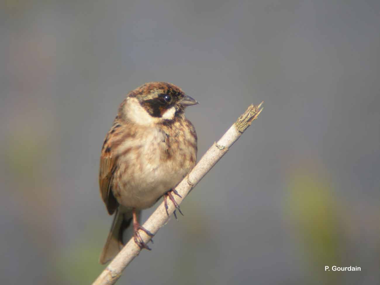 Image of Common Reed Bunting