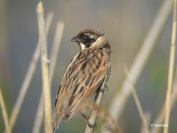 Image of Common Reed Bunting