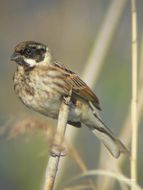 Image of Common Reed Bunting