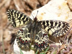 Image of Zerynthia polyxena