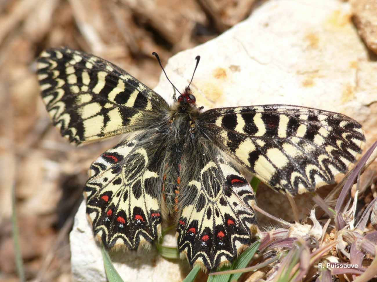 Image of Zerynthia polyxena