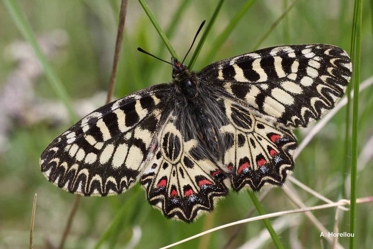 Image of Zerynthia polyxena