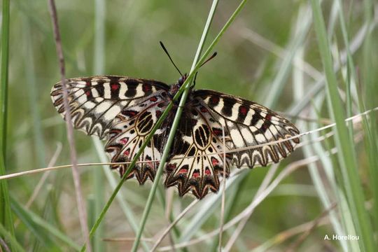 Image of Zerynthia polyxena