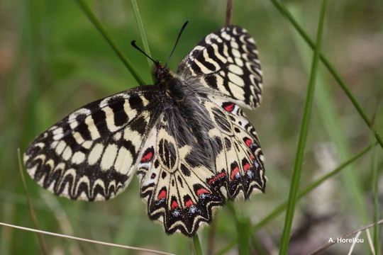 Image of Zerynthia polyxena