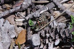 Image of Zerynthia rumina (Linnaeus 1758)