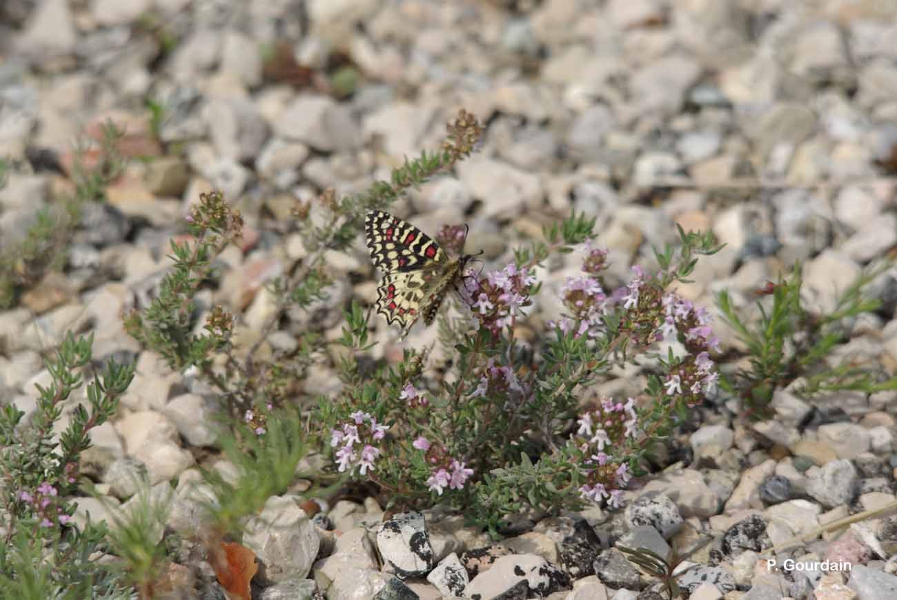 Image of Zerynthia rumina (Linnaeus 1758)