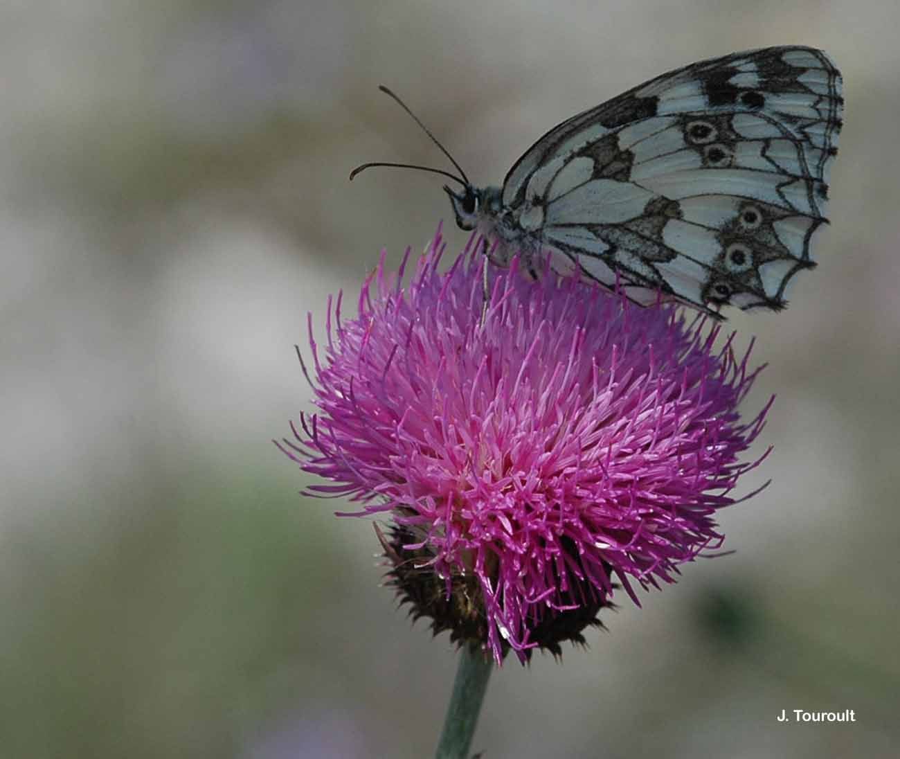 Image of marbled white