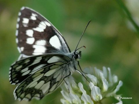 Imagem de Melanargia galathea Linnaeus 1758