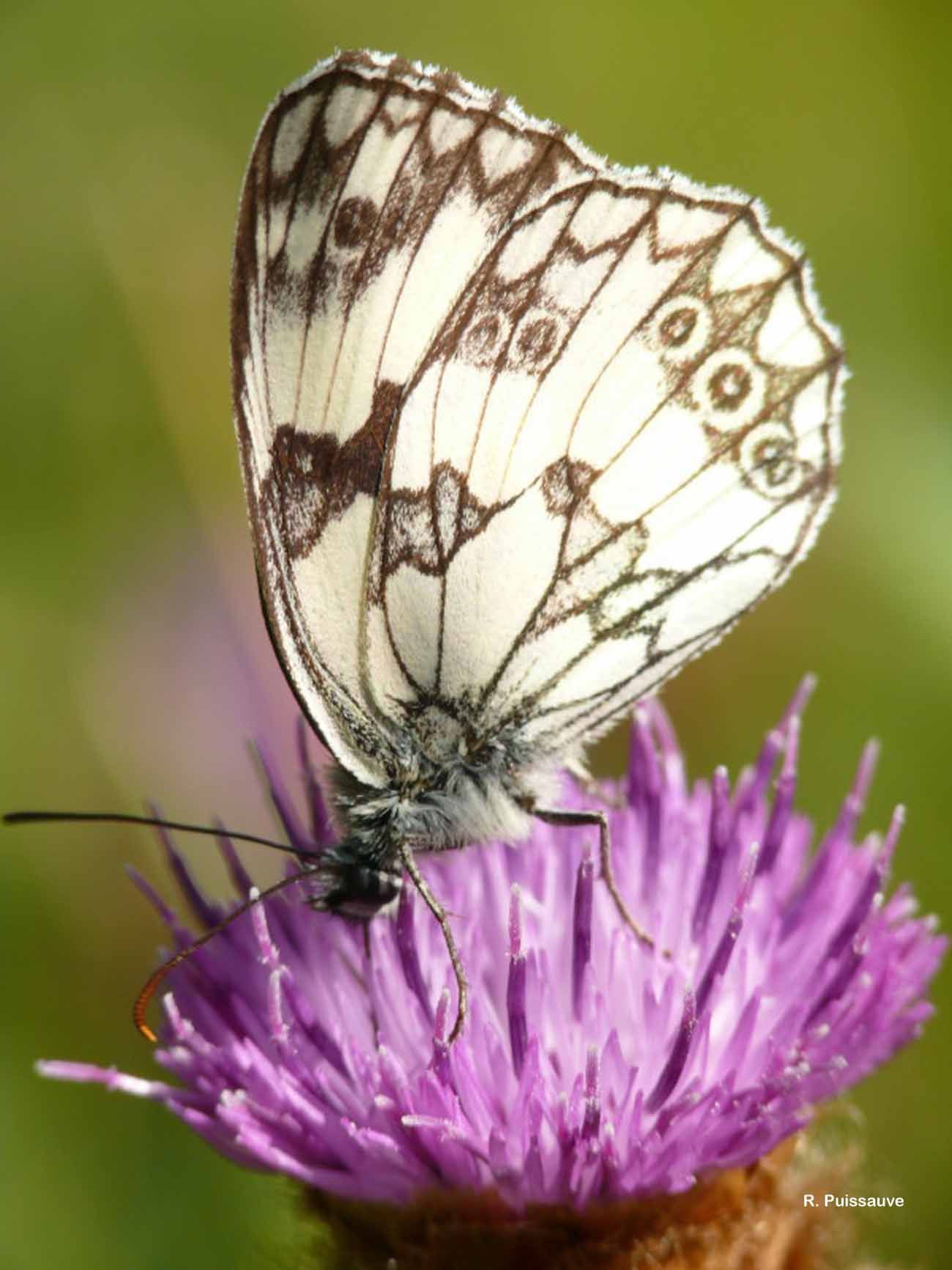 Imagem de Melanargia galathea Linnaeus 1758